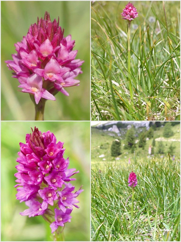 Variabilit morfologica in alcuni ibridi del genere Gymnadenia (Nigritella).